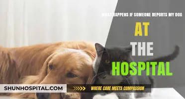 Dog Reported at Hospital: Consequences and What You Need to Know