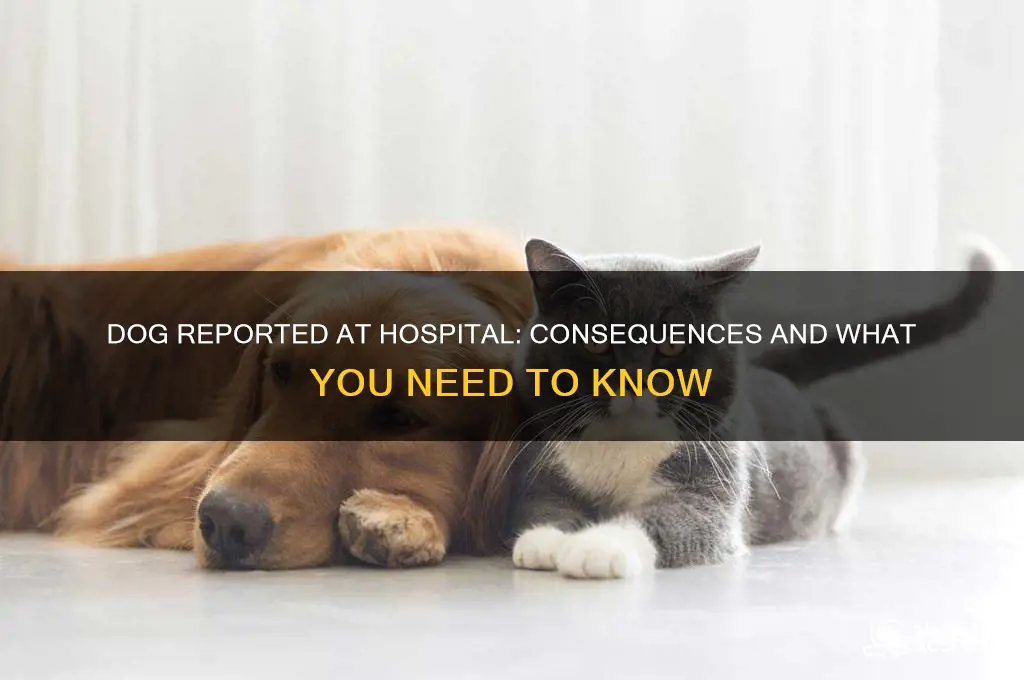 what happens if someone reports my dog at the hospital