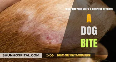 Dog Bite Reporting: Hospital Protocols, Legal Steps, and Patient Care