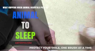 Euthanasia in Animal Hospitals: Understanding the Process and Emotional Impact