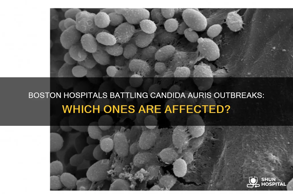 what hospitals in boston have been infected with candida auris