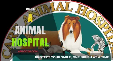 Healing Paws: Inside the World of Animal Hospitals