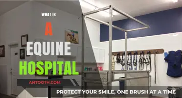 Understanding Equine Hospitals: A Comprehensive Guide for Horse Owners