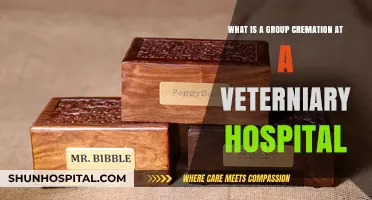 Understanding Group Cremation Services at Veterinary Hospitals for Pet Owners