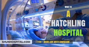 A Glimpse into the Tiny World: What is a Hatchling Hospital?