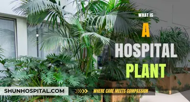 Exploring the Healing Power of Hospital Plants: A Comprehensive Guide
