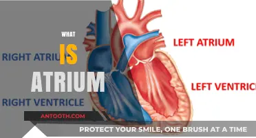 Understanding the Atrium: Function, Structure, and Importance Explained