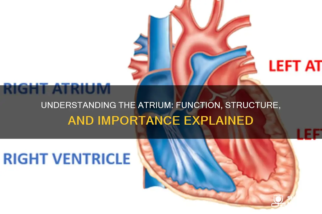 what is atrium