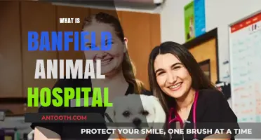 Exploring Banfield Animal Hospital: Services, Locations, and Pet Care Tips