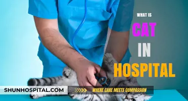 Feline Care in the Hospital: What to Expect and How to Prepare