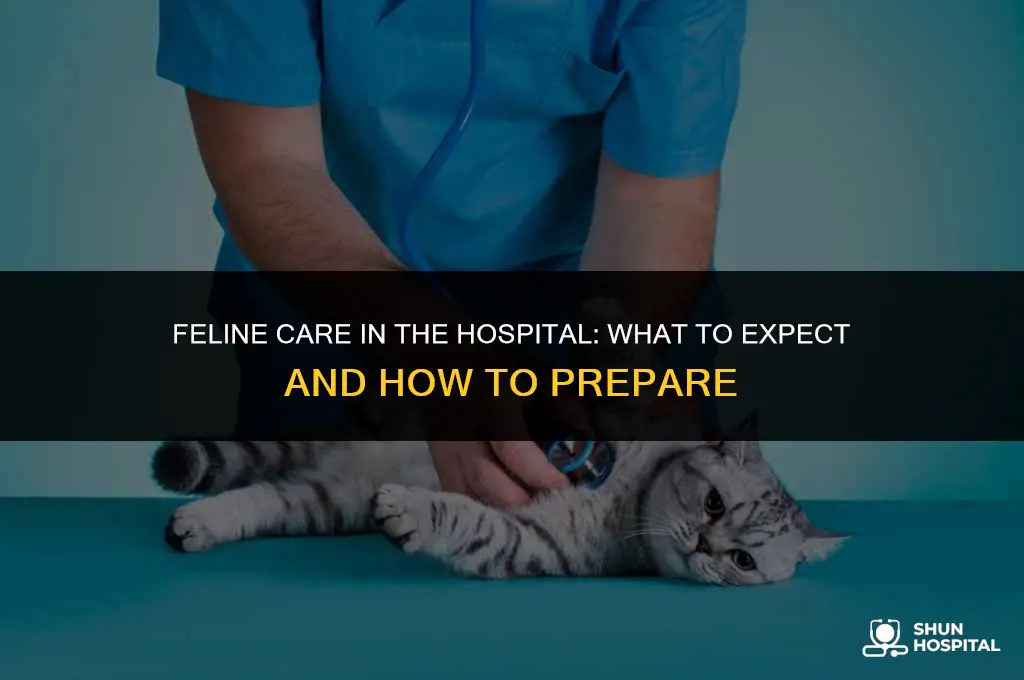what is cat in hospital