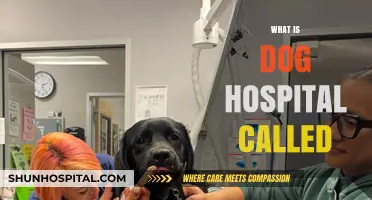 Understanding Canine Care: What Is a Dog Hospital Called?