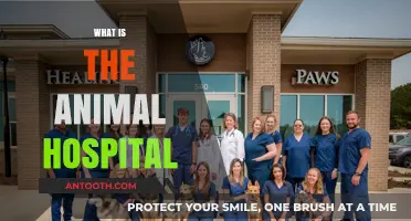 Healing Paws: Inside the Compassionate World of Animal Hospitals