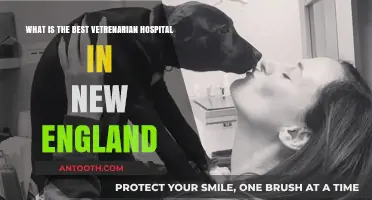 Top New England Veterinary Hospitals: Expert Care for Your Pets