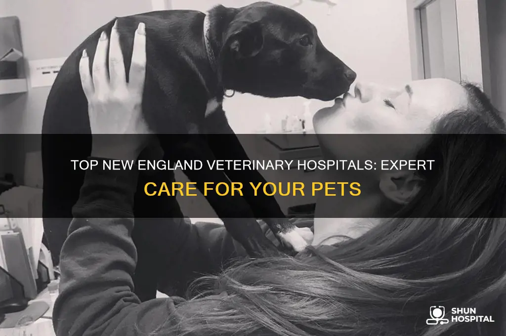 what is the best vetrenarian hospital in new england