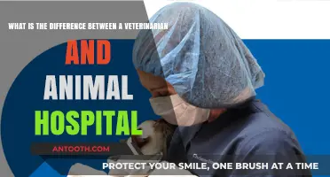 Veterinarian vs. Animal Hospital: Understanding the Key Differences