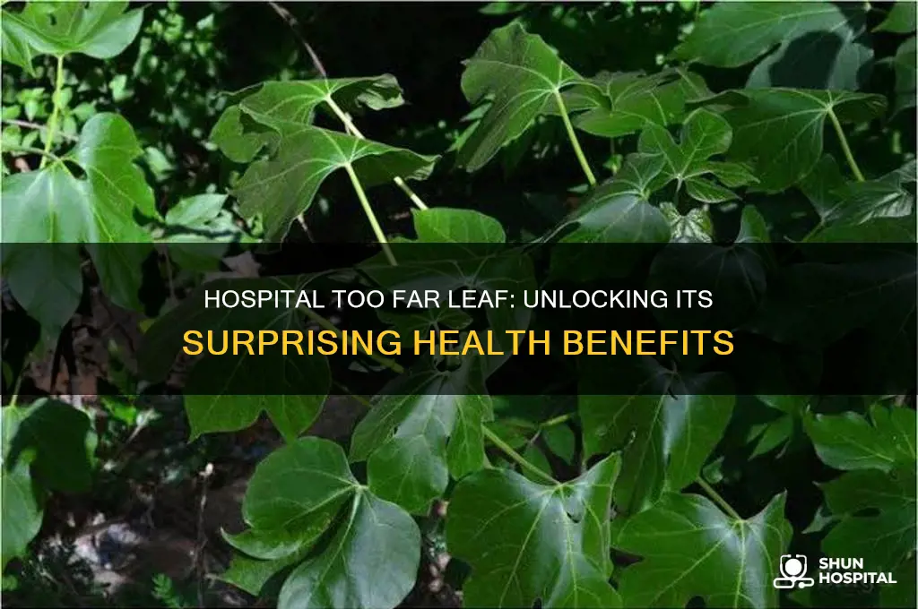 what is the health benefits of hospital too far leaf