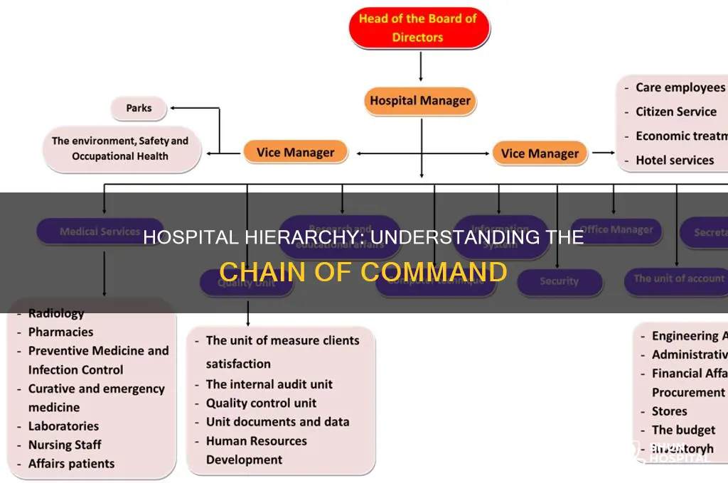 what is the hierarchy in a hospital