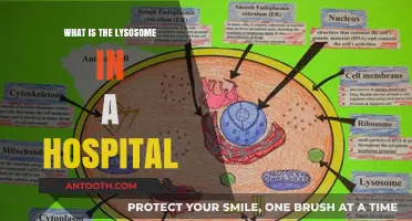 Lysosomes: Hospital's Powerful Cellular Waste Disposal System
