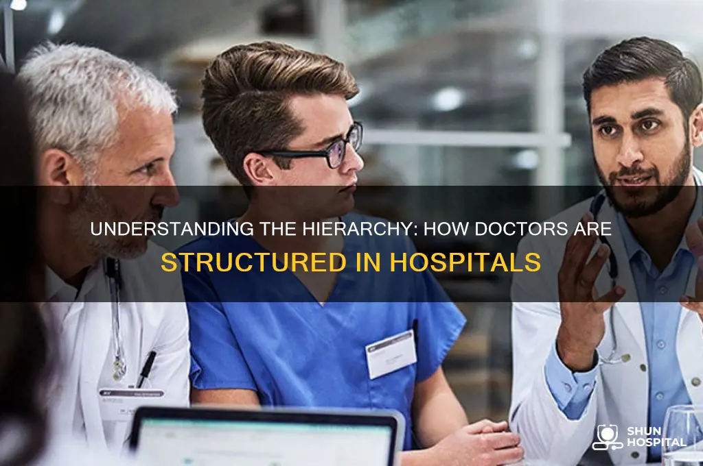 what is the order of doctors in a hospital