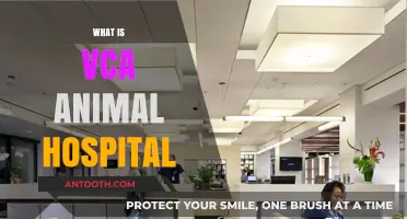 Understanding VCA Animal Hospital: Services, Care, and Pet Health Benefits
