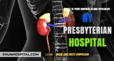 Adrenal Gland Specialist at NY Presbyterian Hospital: Expert Care Guide