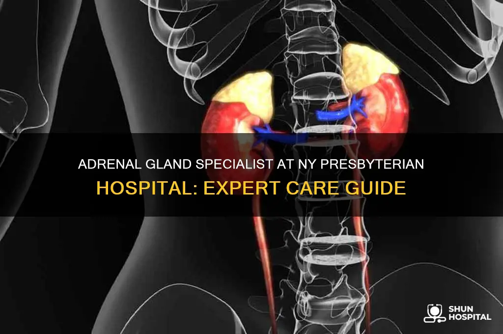 what is your adrenal gland specialist ny presbyterian hospital