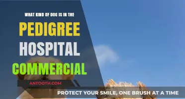 Unveiling the Star: The Dog Breed in Pedigree Hospital Commercial