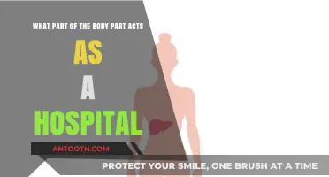 Your Body's Hidden Healer: Discover the Organ That Acts as a Hospital
