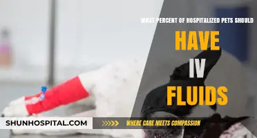 IV Fluids for Hospitalized Pets: Essential Percentages and Best Practices