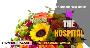 Thoughtful Hospital Gifts: Best Plants to Brighten Their Stay