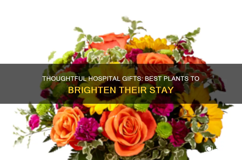 what plant is good to give someone in the hospital