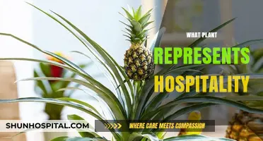 Embracing Hospitality: The Symbolic Significance of the Pineapple Plant