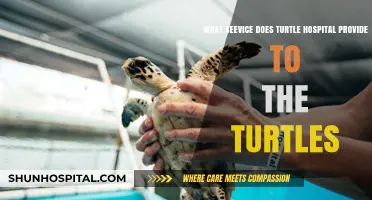 Turtle Hospital: Lifesaving Services and Rehabilitation for Injured Sea Turtles