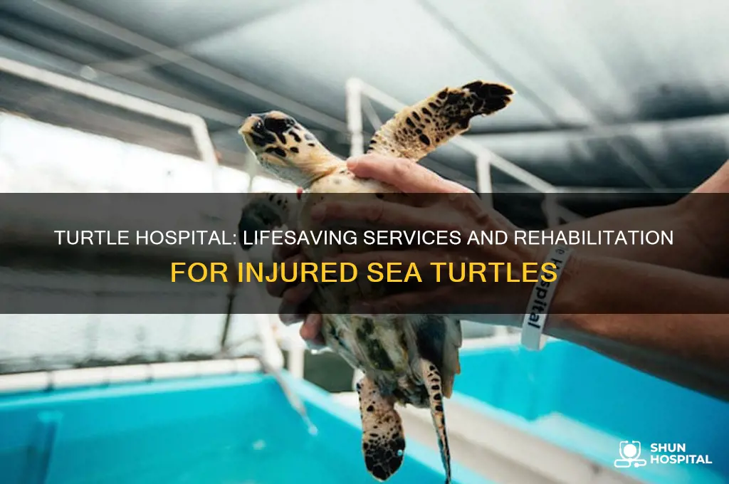 what seevice does turtle hospital provide to the turtles