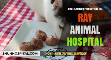 Del Ray Animal Hospital's Guide: What to Feed Your Cat
