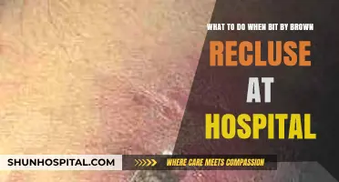 Brown Recluse Bite: Hospital Treatment Steps and Recovery Tips