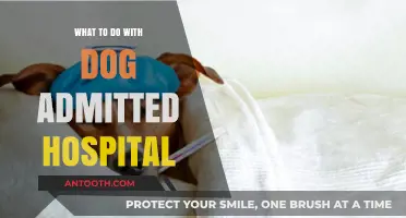 Caring for Your Hospitalized Dog: Essential Tips and Supportive Steps