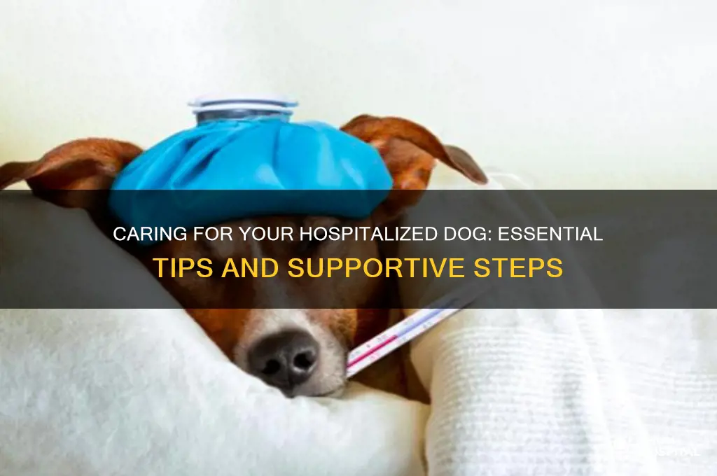 what to do with dog admitted hospital