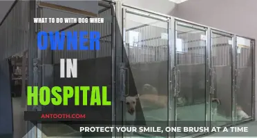 Caring for Your Dog While Hospitalized: Tips and Solutions