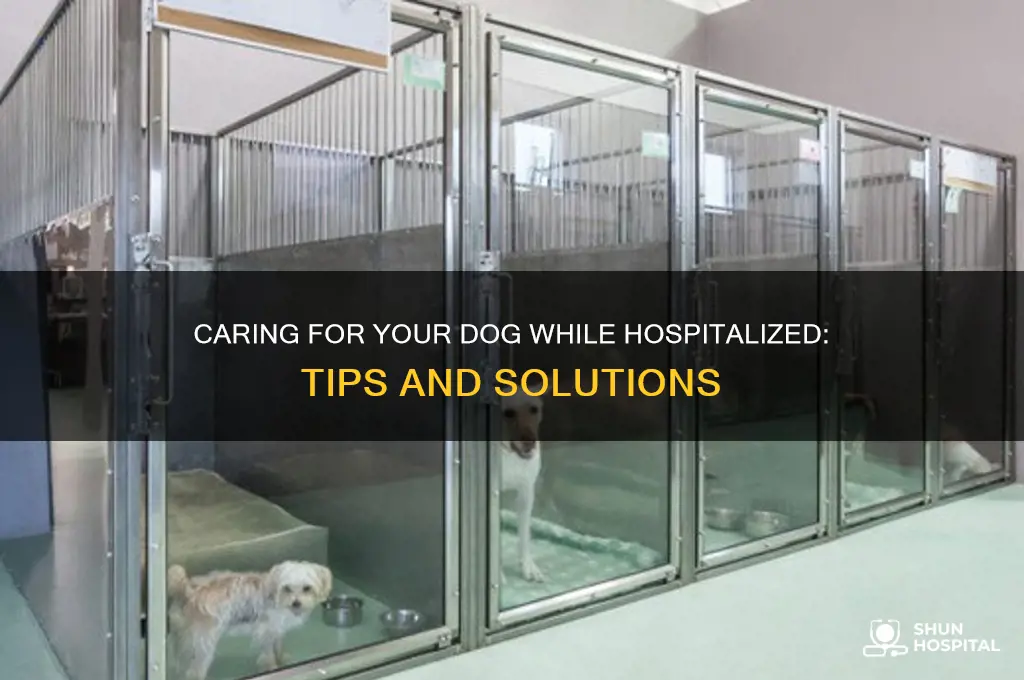 what to do with dog when owner in hospital