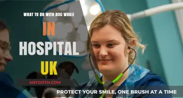 Caring for Your Dog While Hospitalised in the UK: Essential Tips