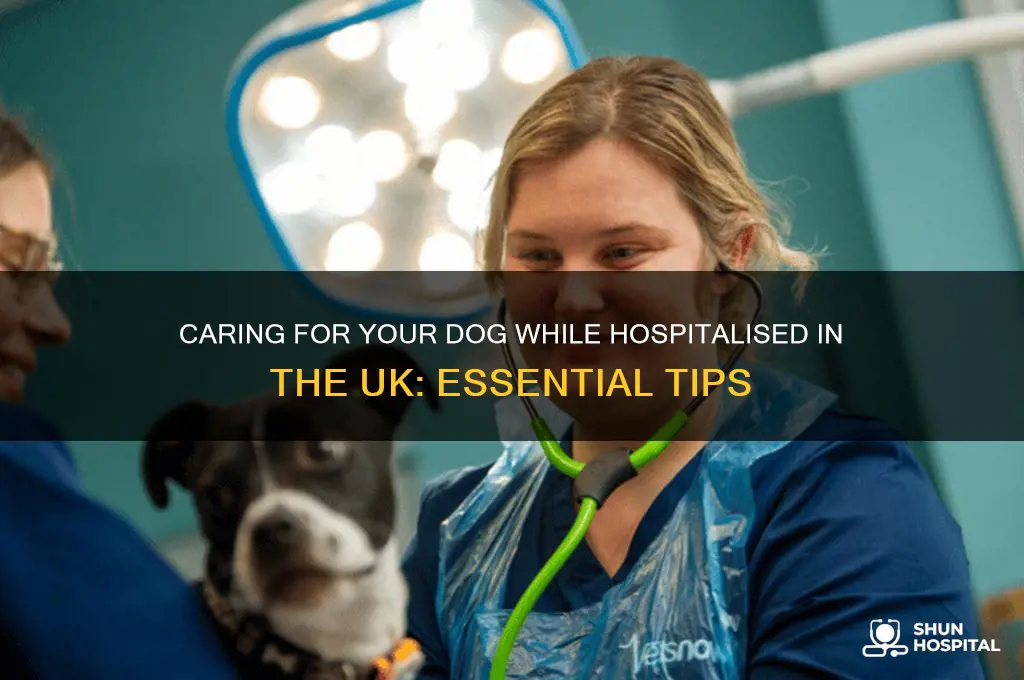 what to do with dog while in hospital uk