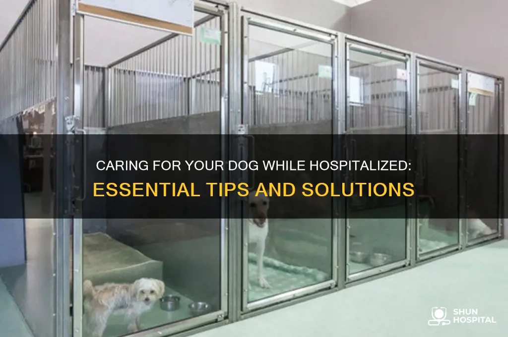 what to do with dogs when you