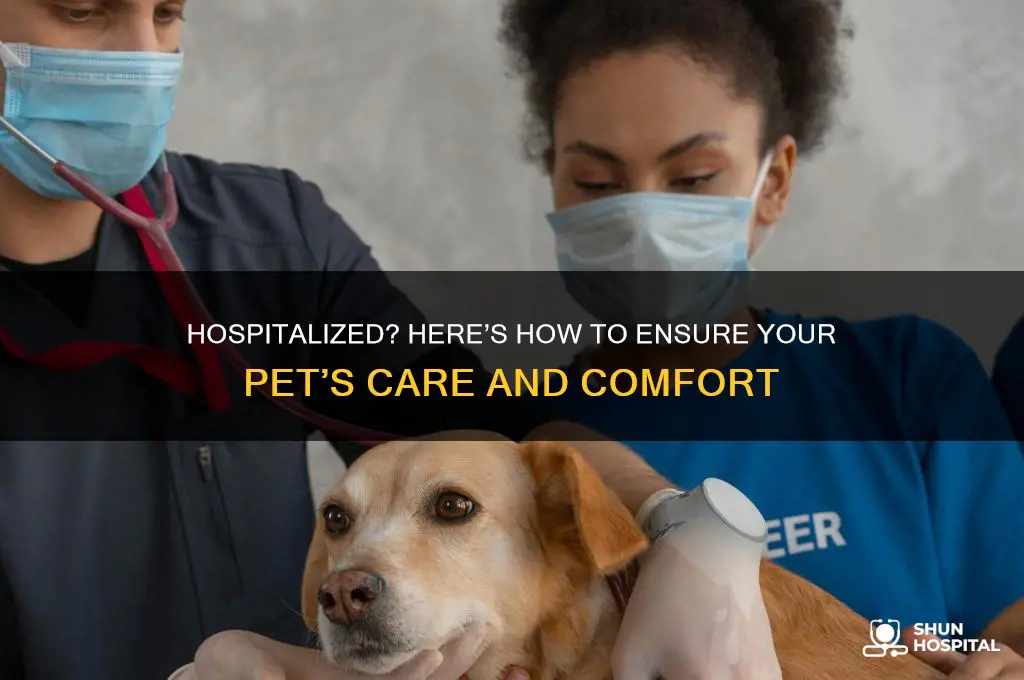 what to do with pets if hospitalized
