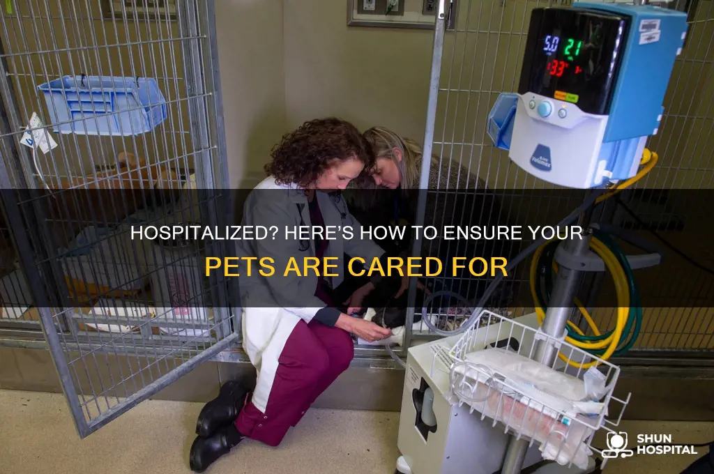 what to do with pets if you are hospitalized