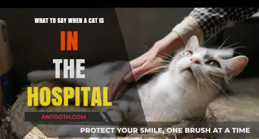 Comforting Your Feline Friend: Words to Share During Their Hospital Stay