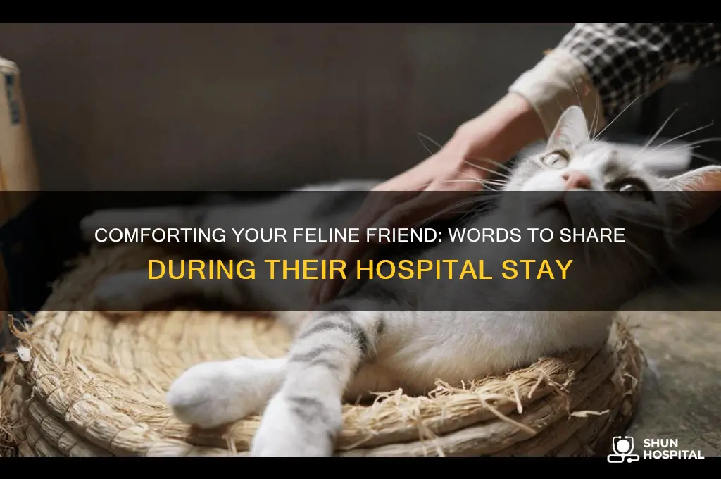 what to say when a cat is in the hospital