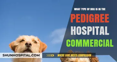Pedigree Hospital Commercial Dog Breed: Unveiling the Adorable Star