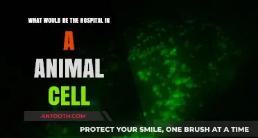 Exploring the Animal Cell's Hospital: Lysosomes and Their Healing Role